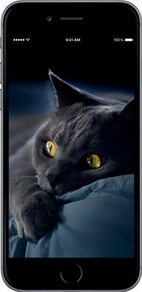 2D пластиковый чехол 'Дымчатый кот' для iPhone 6 825t-45-71694 фото